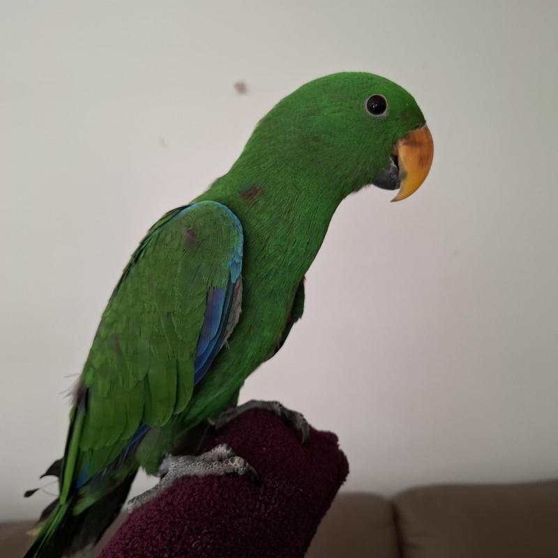 Male eclectus  hand raised