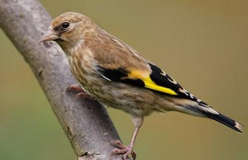 goldfinchs finch bird