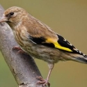 goldfinchs finch bird