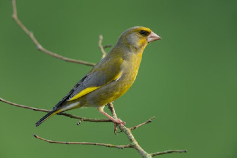 greenfinchs finch bird