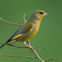 greenfinchs finch bird