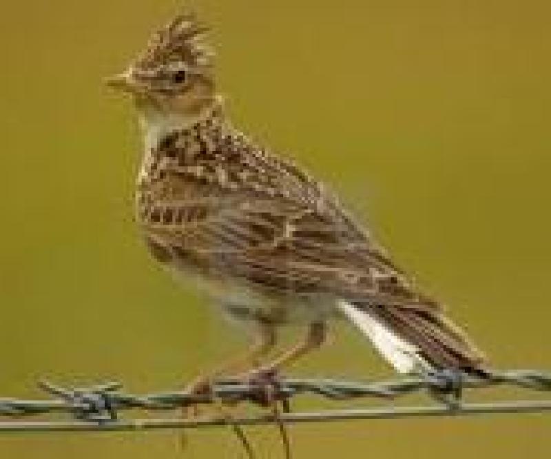 skylarks song bird