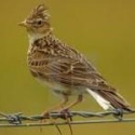 skylarks song bird