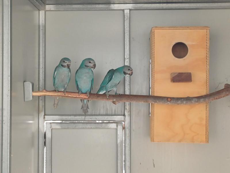 Blue Moustached Parrots SOLD