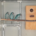 Blue Moustached Parrots SOLD