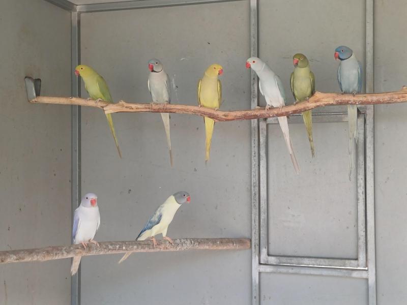 Cinnamon Opaline Cleartail Indian Ringnecks SOLD