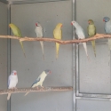 Cinnamon Opaline Cleartail Indian Ringnecks SOLD