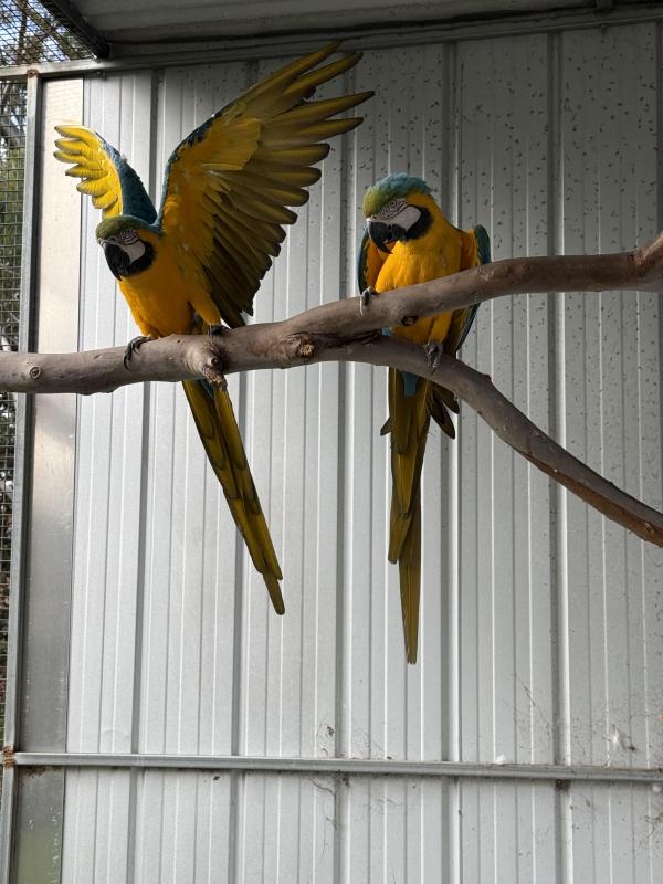 Breeding Blue and Gold Macaws and H/R young