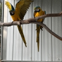 Breeding Blue and Gold Macaws and H/R young