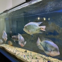 6 ft x2 ftx2.5 ft 12mm Aquarium with fish