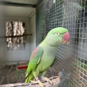 2 hen Alexandrines