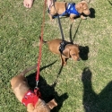 Mini dachshunds