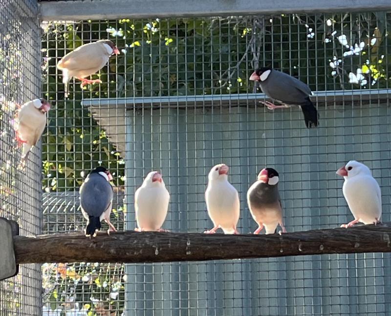 Pied Java Sparrows - SOLD