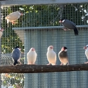 Pied Java Sparrows - SOLD