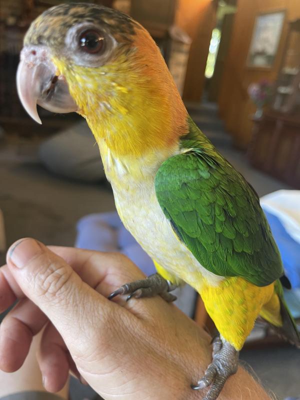 White bellied caiques