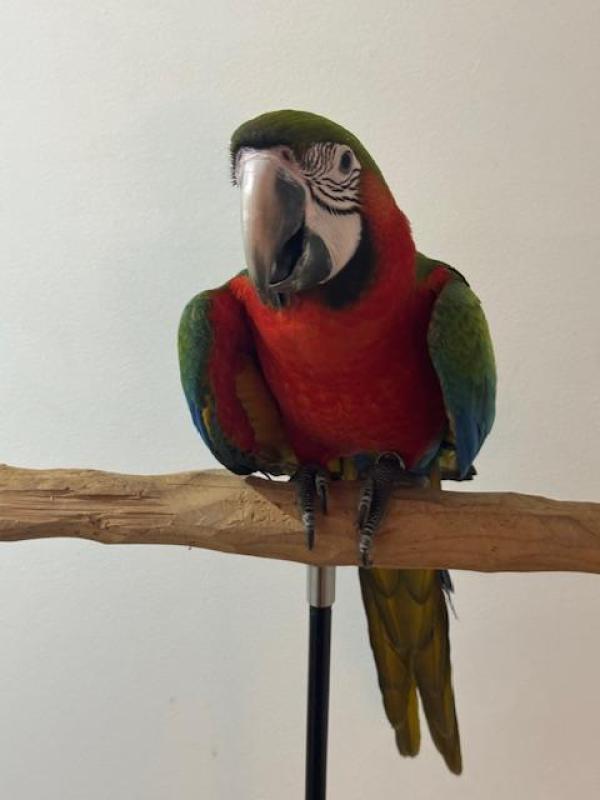 Harlequin Macaw