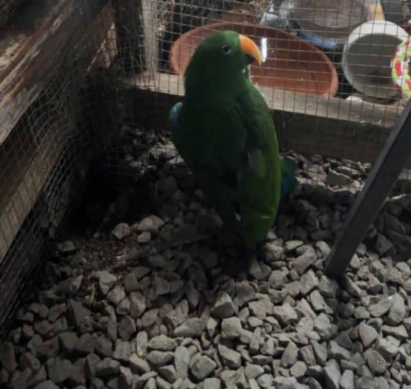 Young Eclectus cock
