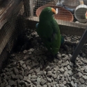 Young Eclectus cock