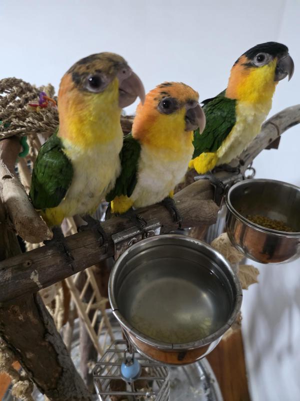 Handraised tame white bellied caique