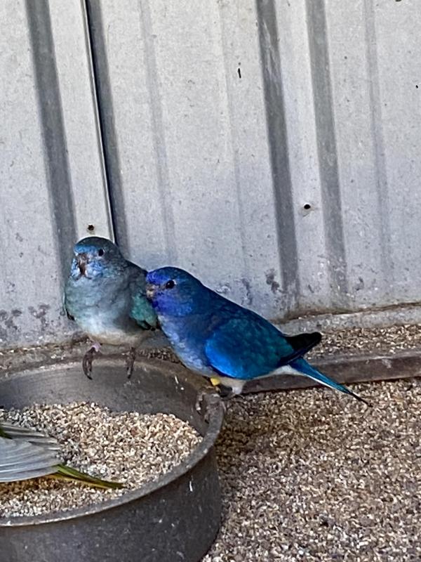 Scarlet chested parrots mutations only
