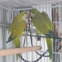 Green Opaline Quaker pair