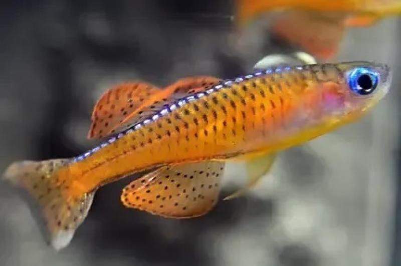 Red Neon Blue Eye Rainbow (Pseudomugil luminatus)