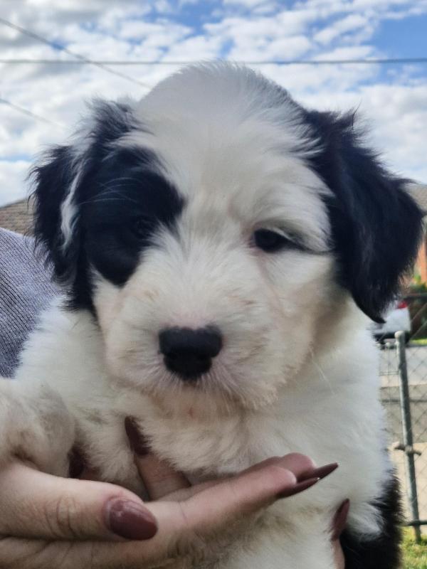 Old English sheepdog puppy