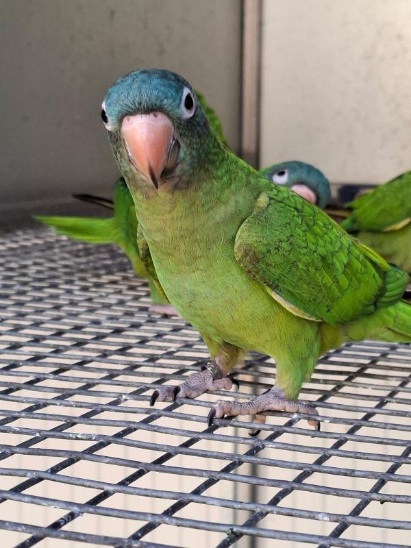 Sharp-Tailed Conures (Blue Crown) Sell or Trade