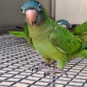 Sharp-Tailed Conures (Blue Crown) Sell or Trade
