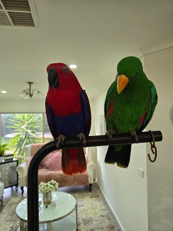 Young tamed hand-fed Eclectus Parrots
