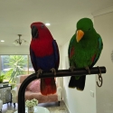 Young tamed hand-fed Eclectus Parrots