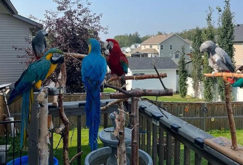 Hand tamed talking African Grey - Macaw Parrots