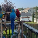 Hand tamed talking African Grey - Macaw Parrots