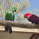Eclectus parrots