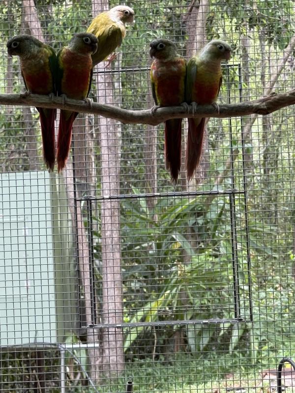 Green Cheek Conures