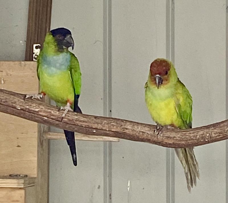 NANDAY CONURE COCKS - SELL, SWAP OR BUY FEMALES