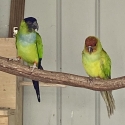 NANDAY CONURE COCKS - SELL, SWAP OR BUY FEMALES