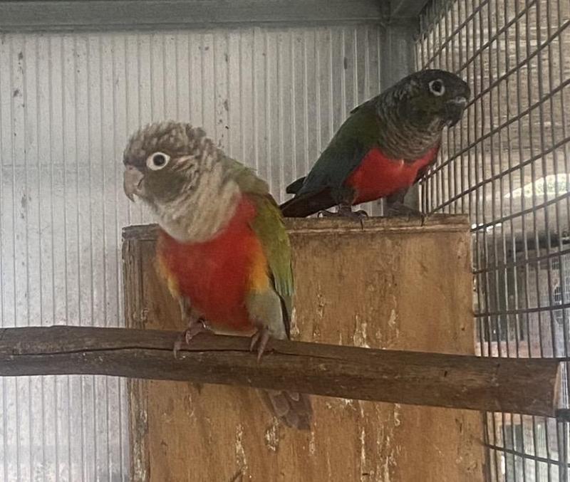 Split Cinnamon Crimson Belly cocks