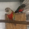 Split Cinnamon Crimson Belly cocks