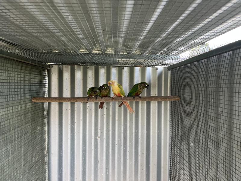 Birds for sale Fairfield sale