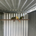 Birds for sale Fairfield sale