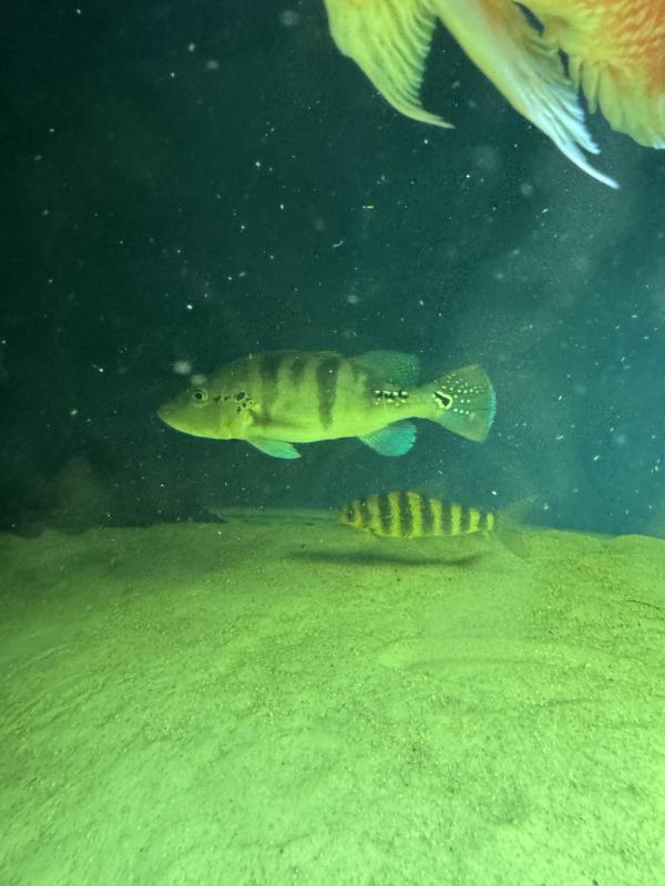 Fish for sale