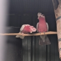 Split blue galah breeding pair
