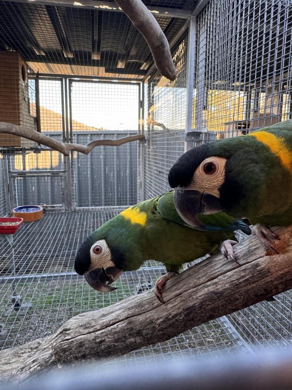 Breeding pair yellow collared macaws