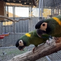 Breeding pair yellow collared macaws