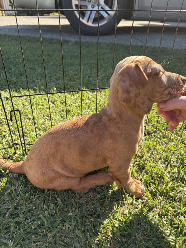 Mini dachshunds