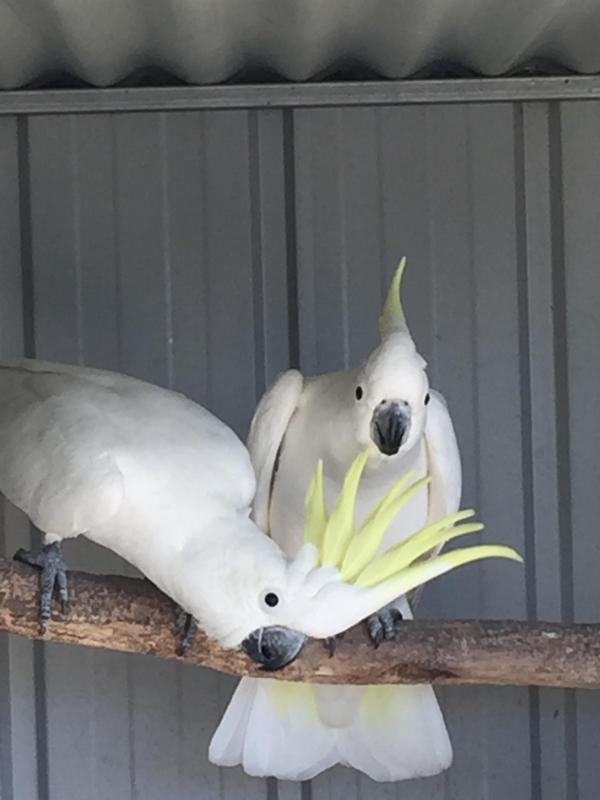 Pair of Fitzroyi sulphurs