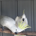 Pair of Fitzroyi sulphurs