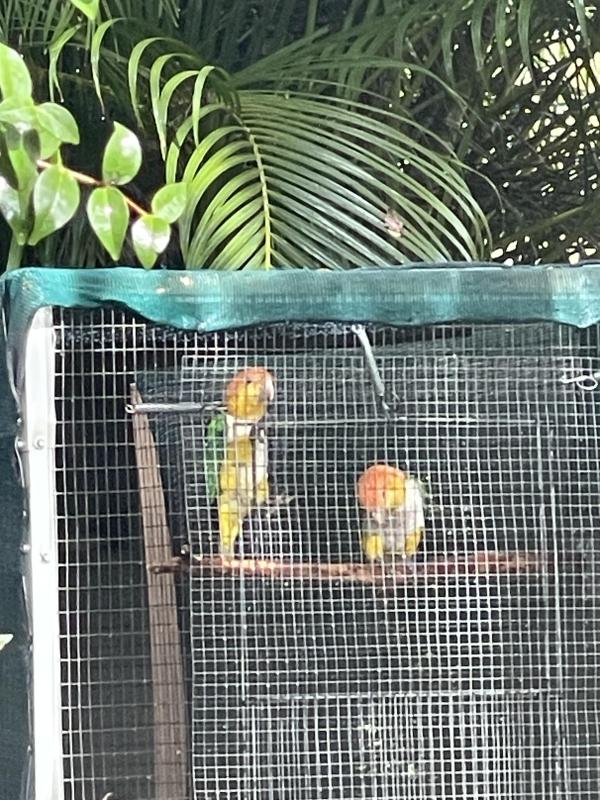 White Belly Caique Bonded pair