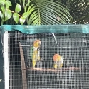 White Belly Caique Bonded pair